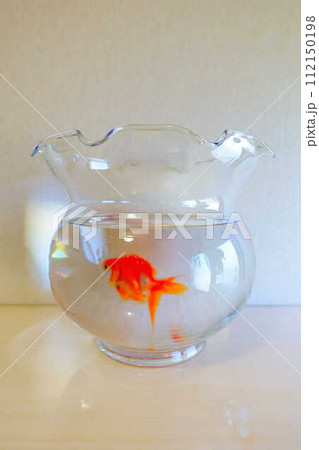 キンギョ 金魚 魚 夏 日本 和 キンギョ 金魚 魚 夏 日本 和 112150198