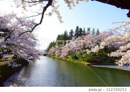 満開の桜 花筏 松が岬公園 さくら サクラ ソメイヨシノ 満開の桜 花筏 松が岬公園 さくら サクラ ソメイヨシノ 112150252