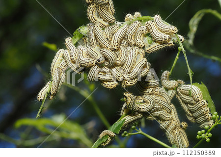 ミノウスバの幼虫の集団 112150389