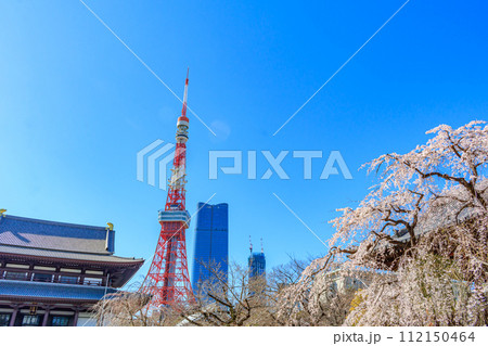 【東京の都市風景】増上寺の桜と東京タワー 【東京の都市風景】増上寺の桜と東京タワー 112150464
