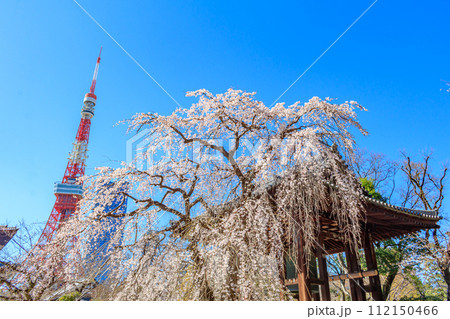 【東京の都市風景】増上寺の桜と東京タワー 112150466