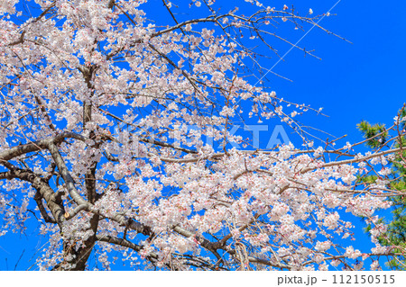 【東京の都市風景】増上寺の桜 【東京の都市風景】増上寺の桜 112150515