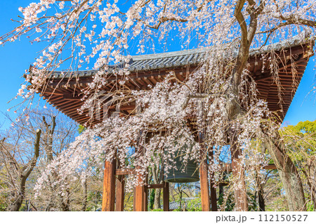【東京の都市風景】増上寺の桜 112150527