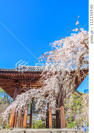 【東京の都市風景】増上寺の桜 112150540
