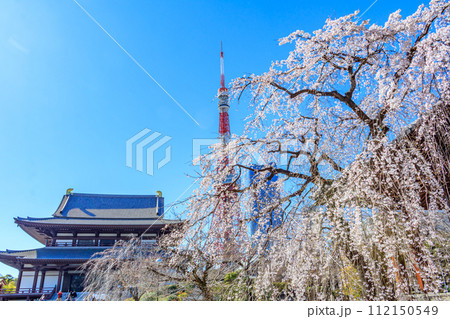 【東京の都市風景】増上寺の桜と東京タワー 112150549