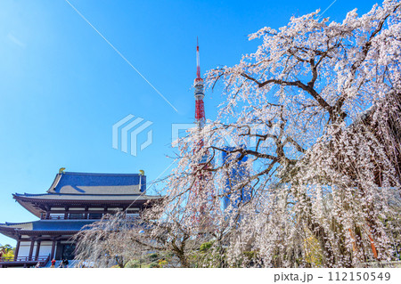 【東京の都市風景】増上寺の桜と東京タワー 【東京の都市風景】増上寺の桜と東京タワー 112150549