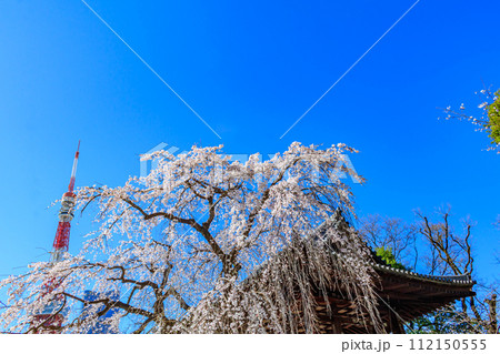 【東京の都市風景】増上寺の桜と東京タワー 112150555
