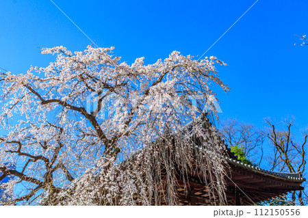 【東京の都市風景】増上寺の桜 112150556