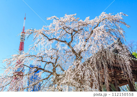 【東京の都市風景】増上寺の桜と東京タワー 112150558