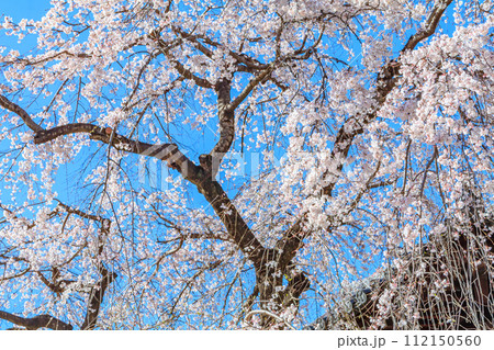 【東京の都市風景】増上寺の桜 112150560