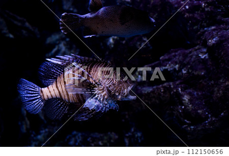 lionfish in aquarium 112150656