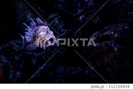 Exotic Lionfish 112150658