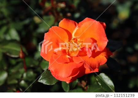 荒尾市 おもやい市民花壇 バラの花、 荒尾市 おもやい市民花壇 バラの花、 112151239