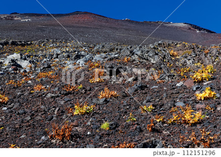 吉田登山道のオンタデの黄葉と富士山山頂を望む 112151296