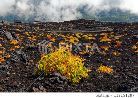 初秋の富士山・須走登山道のオンタデの黄葉と雲湧く山腹 112151297