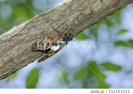 アブラゼミ アブラゼミ 112151311