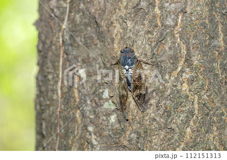 アブラゼミ 112151313