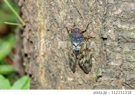 アブラゼミ 112151316