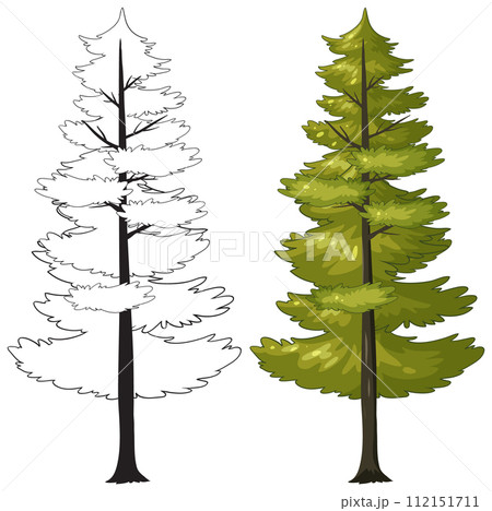 Pine Tree Vector Illustration Before and After 112151711