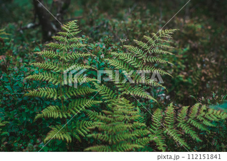 Close-up of a lush green fern frond in a damp forest, with soft light filtering through the leaves above Close-up of a lush green fern frond in a damp forest, with soft light filtering through the leaves above 112151841