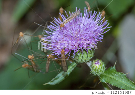 ガガンボ 112151987