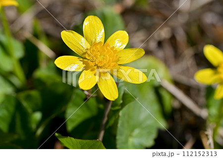 ヒメリュウキンカ 112152313