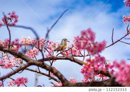 ヒヨドリと河津桜 ヒヨドリと河津桜 112152333