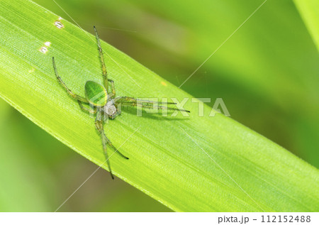 サツマノミダマシ 112152488