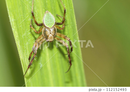 サツマノミダマシ 112152493