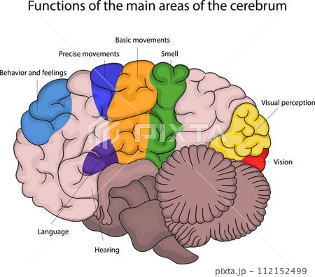 Functions of the main areas of the cerebrum 112152499