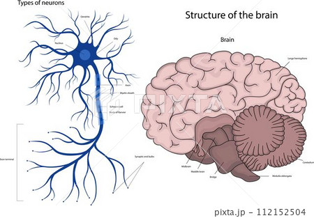 The structure of a neuron in the brain. The structure of the human brain. 112152504
