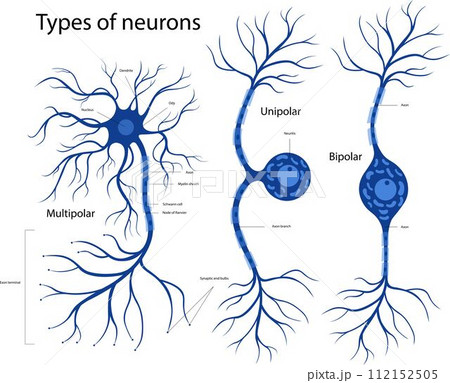 Types of neurons. The structure of a neuron in the brain. 112152505