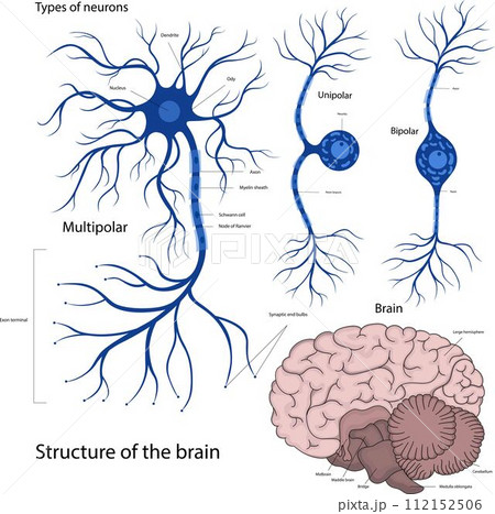 Types of neurons bipolar, unipolar, multipolar. The structure of a neuron in the brain. The structure of the human brain. 112152506
