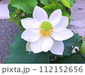 白い蓮の花 112152656