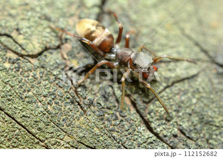 アリグモ アリグモ 112152682