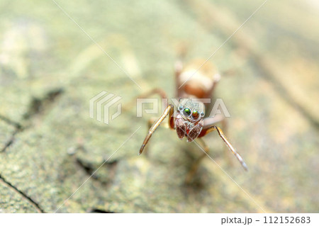 アリグモ アリグモ 112152683