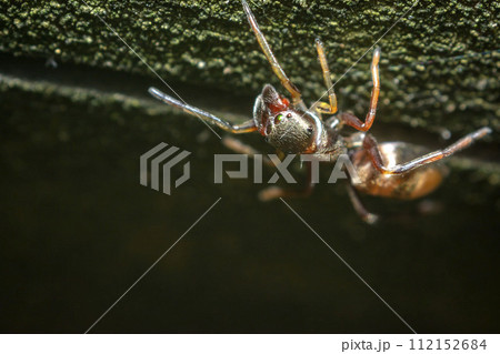 アリグモ 112152684