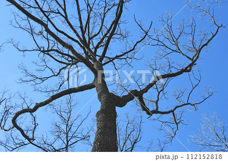 力強い勇気を与えてくれるような姿で青空に向かって伸びる早春のクヌギ 力強い勇気を与えてくれるような姿で青空に向かって伸びる早春のクヌギ 112152818