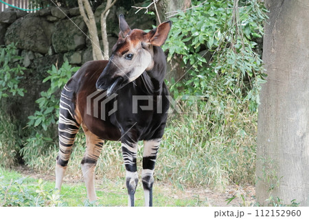 オカピ オカピ 112152960