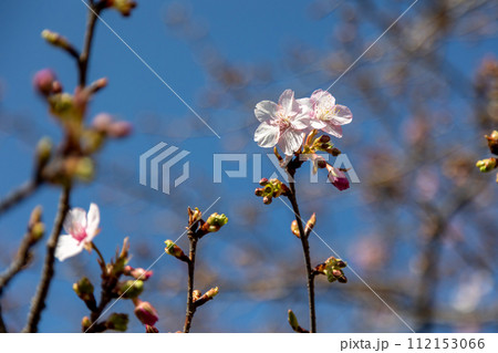 咲き始めた河津桜 咲き始めた河津桜 112153066