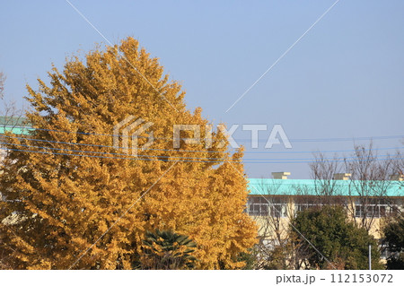 黄葉した大イチョウの木が見える風景 黄葉した大イチョウの木が見える風景 112153072