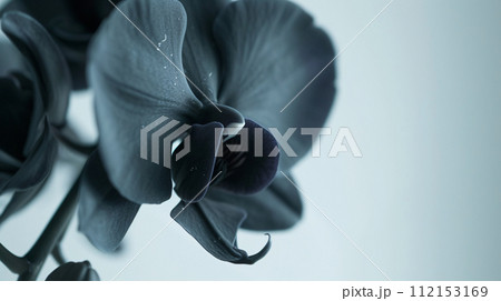 enchanting world of flora, a delicate colored orchid in full bloom 112153169