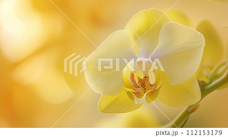 enchanting world of flora, a delicate colored orchid in full bloom 112153179