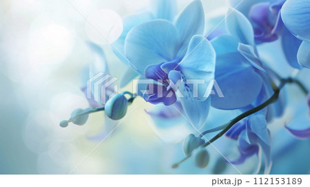 enchanting world of flora, a delicate colored orchid in full bloom 112153189