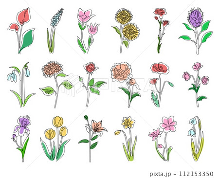 Flowers line. Colorful rose, tulip and chamomile. Outline poppy, lily and chrysanthemum. Spring summer abstract wildflowers. Contemporary decorative blossoms set. Vector isolated meadow illustration 112153350