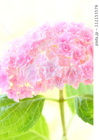 ピンク色のアジサイ　細かい八重咲の花が密集　明るい背景 112153576