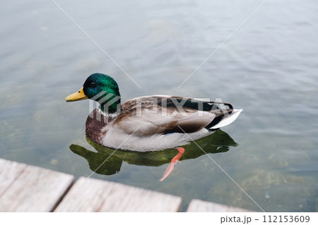 A mallard duck with vibrant green and brown feathers paddles gracefully across a calm lake A mallard duck with vibrant green and brown feathers paddles gracefully across a calm lake 112153609