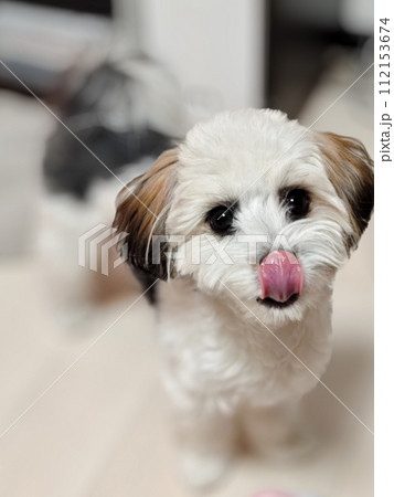 ベロを出す犬 ベロを出す犬 112153674