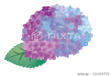 紫陽花の花のイラスト白背景 紫陽花の花のイラスト白背景 112153773