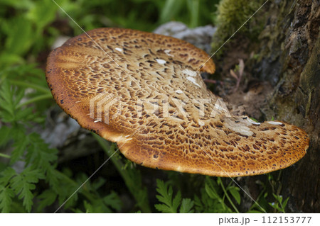 Cerioporus squamosus, also known as Pheasant's back mushrooms and dryad's saddle 112153777